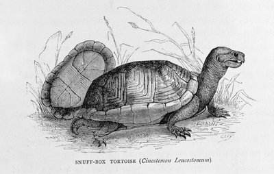 Snuff-box Tortoise, from 